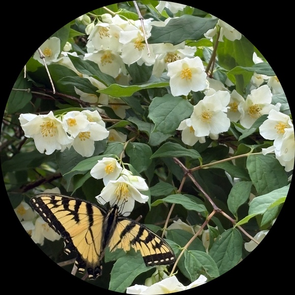 rosagard